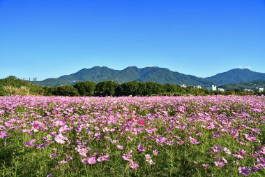 Mavi gökyüzünde kozmos çiçeği tarlası   