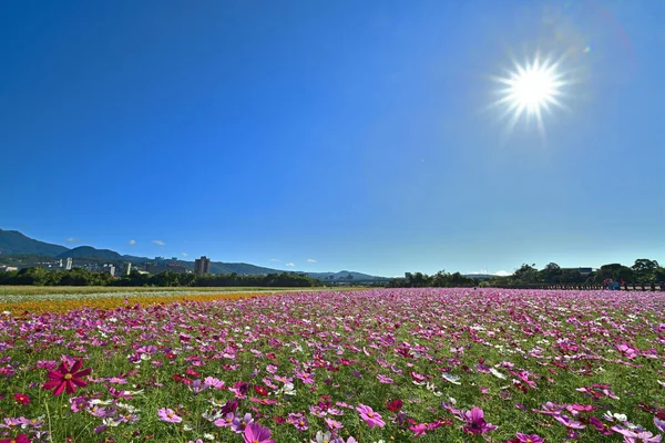 Cosmos Flower Field Blue Sky — Stock Photo, Image