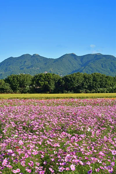 Cosmos Flower Field Blue Sky — Stock Photo, Image