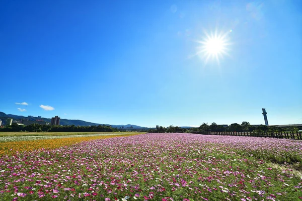 Cosmos Flower Field Blue Sky — Stock Photo, Image