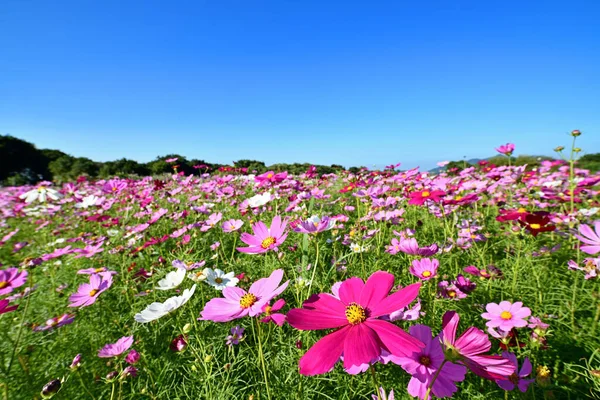 Cosmos Flowers Most Favorite Planted Taiwan — Stock Photo, Image
