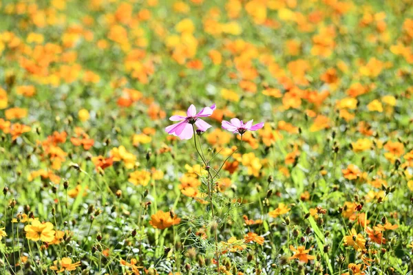 Cosmos Flowers Most Favorite Planted Taiwan — Stock Photo, Image