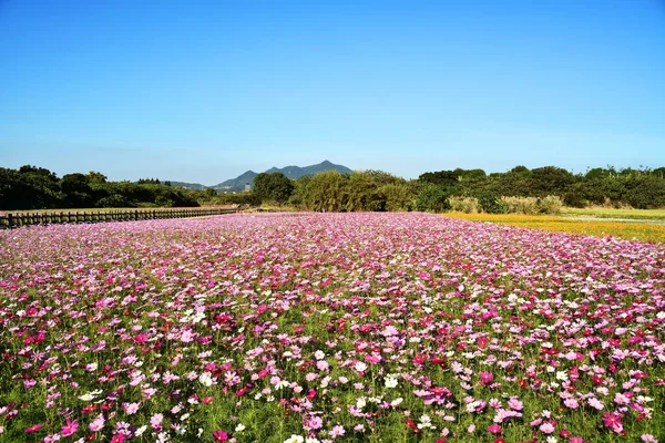 Cosmos Flower Field Blue Sky — Stock Photo, Image