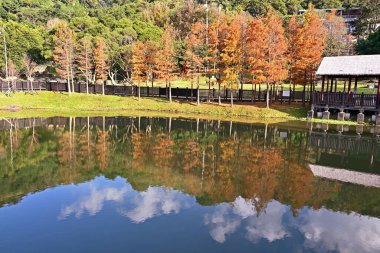 Tayvan 'ın Taipei şehrinde mavi gökyüzünde kel selvi ağacı 