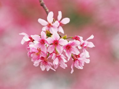 Nantou, Tayvan 'da pembe kiraz çiçeğinin yakın çekimi