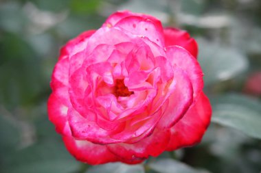 Gülü kapat, çiçekli arka plan.