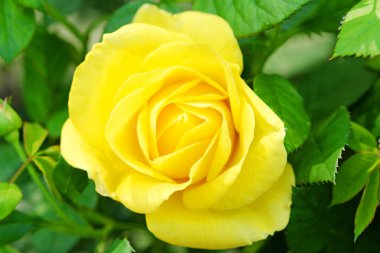 Gülü kapat, çiçekli arka plan.