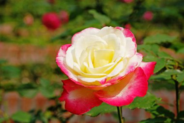 Gülü kapat, çiçekli arka plan.