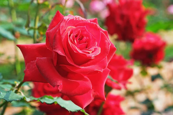 Gülü kapat, çiçekli arka plan.