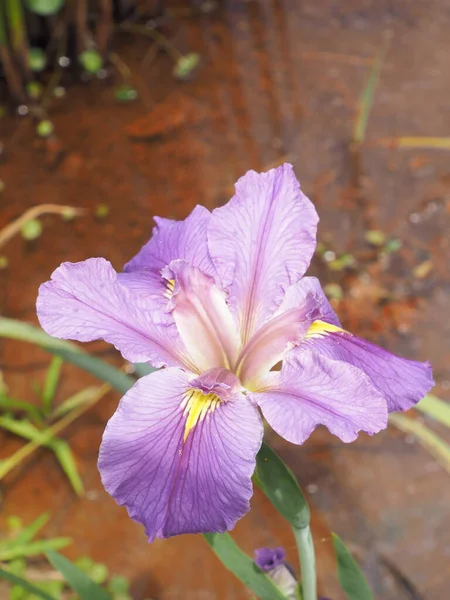 満開の菖蒲園 — ストック写真