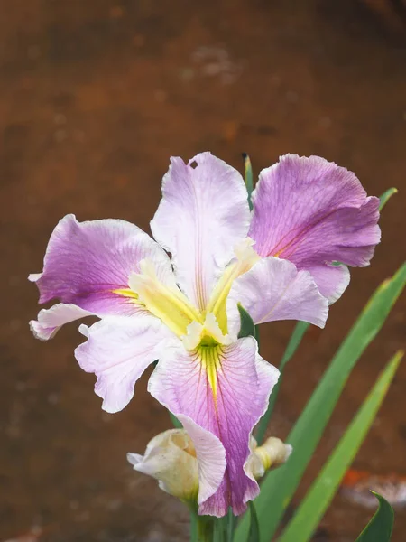Ein Irisgarten Voller Blüte — Stockfoto