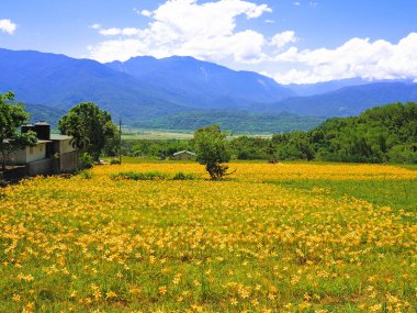 Mavi gökyüzünün altında portakal rengi bir çiçek       