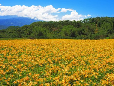 Mavi gökyüzünün altında portakal rengi bir çiçek       