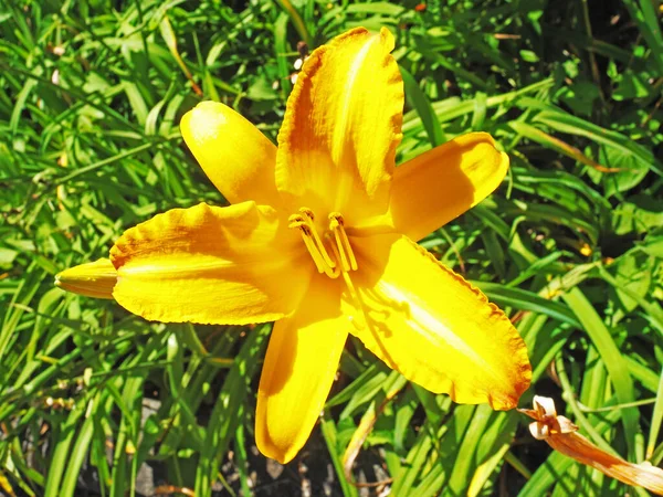 Orangefarbene Taglilie Blüht Vor Dem Hintergrund Grünen Grases — Stockfoto