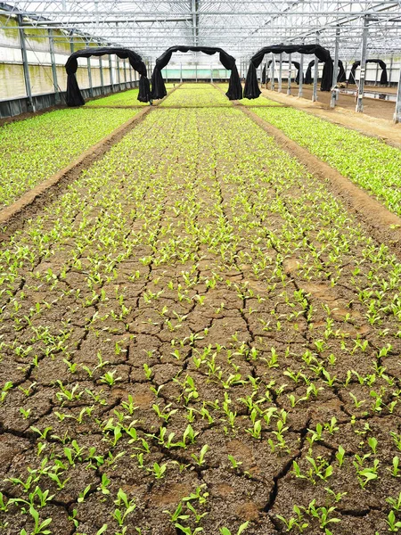 Grüner Bok Choy Gewächshaus — Stockfoto