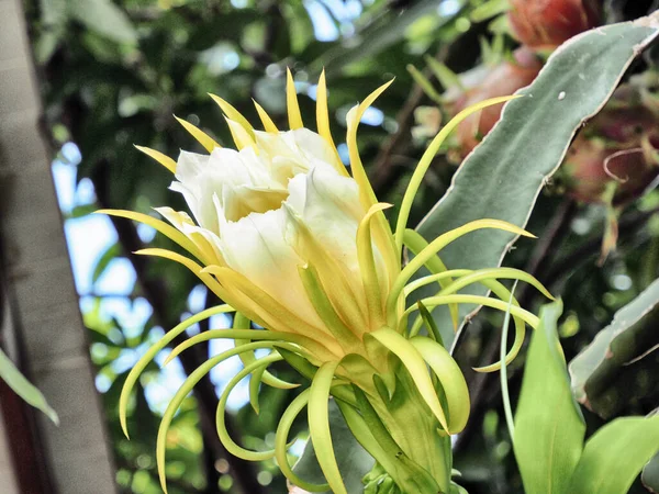 Nahaufnahme Der Nächtlich Blühenden Cereus Blume — Stockfoto