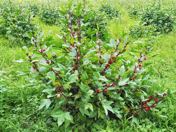 Hibiskus Sabdariffa Lub Kwiat Róży Polach — Zdjęcie stockowe