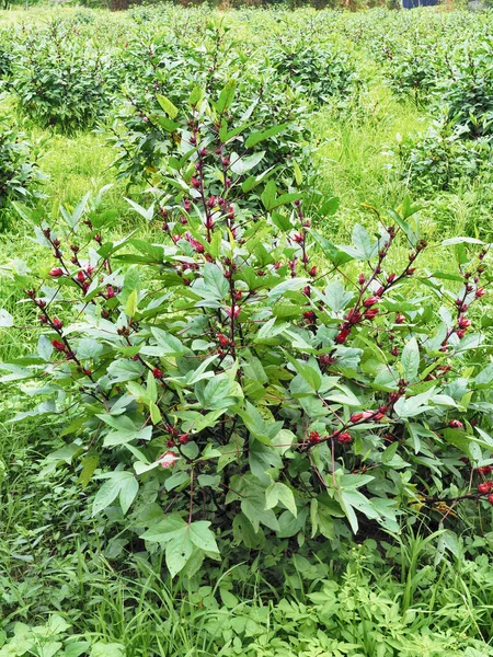 Hibiskus Sabdariffa Lub Kwiat Róży Polach — Zdjęcie stockowe