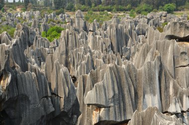 Taş Ormanı Ulusal Parkı