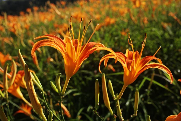 オレンジ色のユリの花 — ストック写真