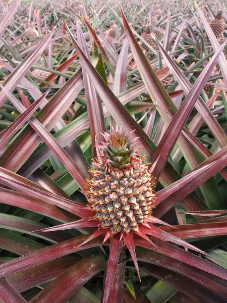 Ananas vruchten veld. — Stockfoto