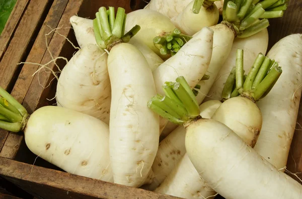 Rábano Daikon — Foto de Stock