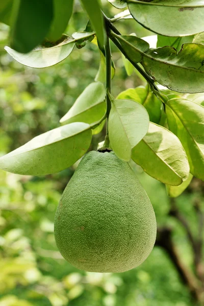 Pomelo δέντρο — Φωτογραφία Αρχείου