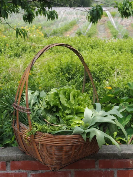 De nombreux légumes dans un panier — Photo