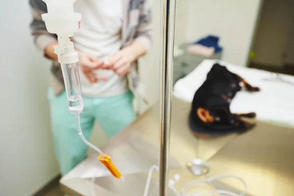 Zieke hond in de veterinaire kliniek — Stockfoto