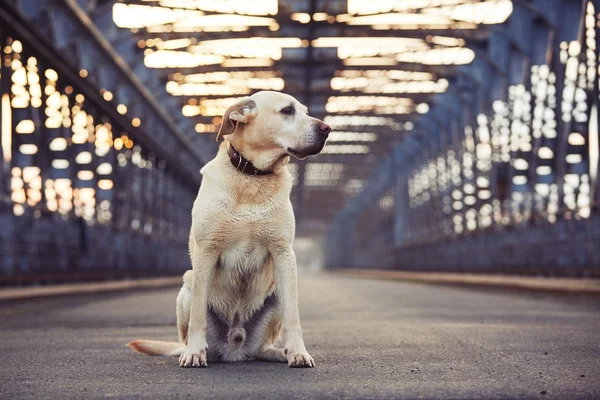 Aspettando sul vecchio ponte — Foto Stock