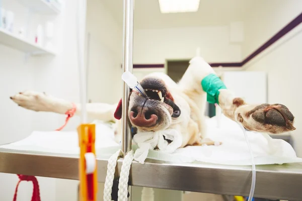Perro enfermo en la clínica veterinaria —  Fotos de Stock