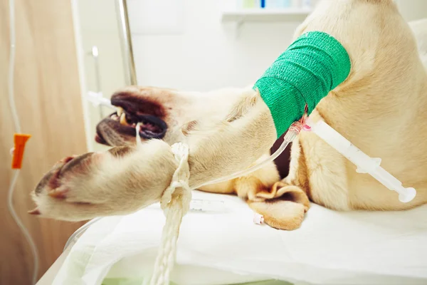 Câine bolnav în clinica veterinară — Fotografie, imagine de stoc