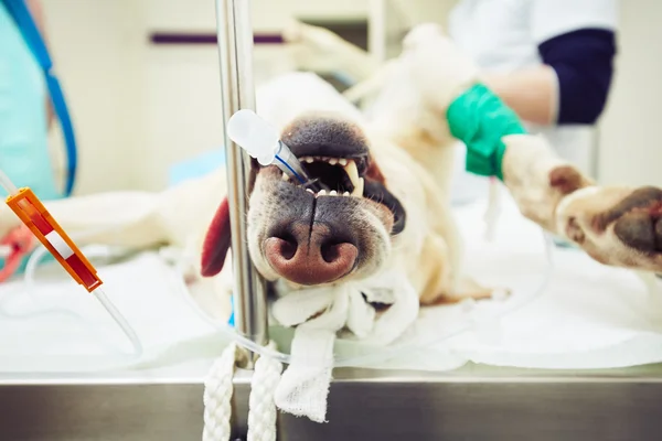 Άρρωστο σκυλί στην κτηνιατρική κλινική — Φωτογραφία Αρχείου