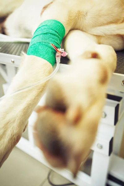 Perro enfermo en la clínica veterinaria — Foto de Stock