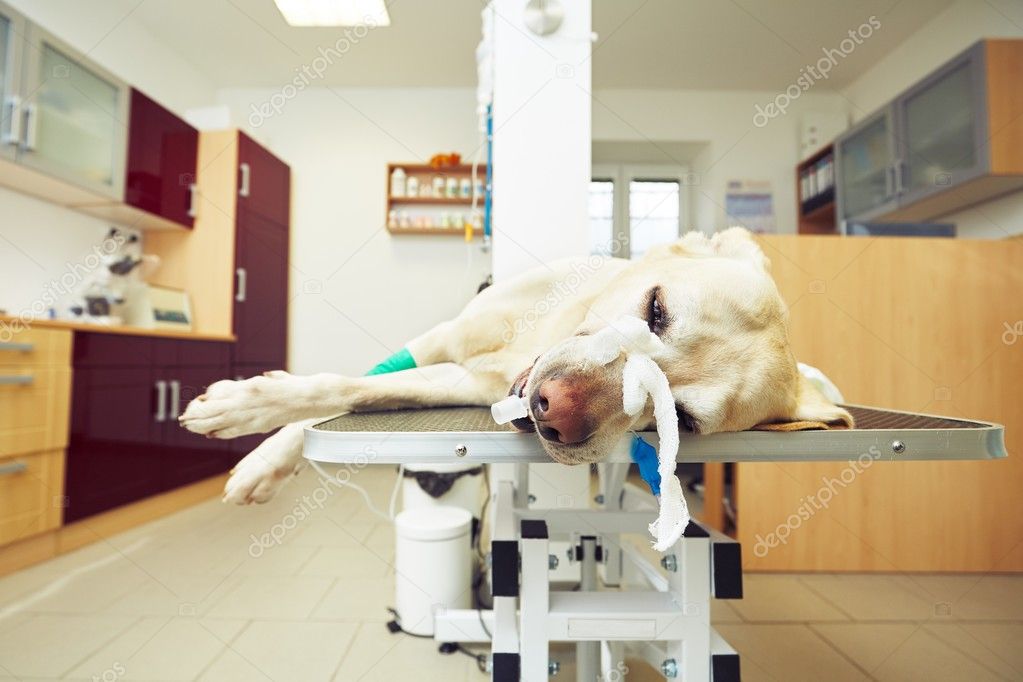 Sick dog in the veterinary clinic
