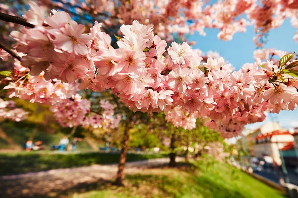 市では、春の日 — ストック写真