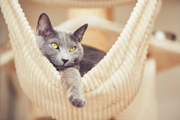 Gato azul russo — Fotografia de Stock