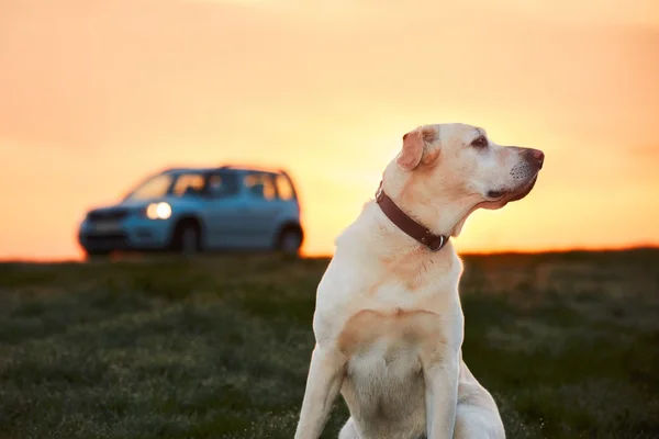 Summer portrait of the dog — Stock Photo, Image