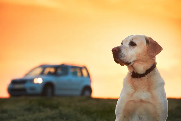 Summer portrait of the dog — Stock Photo, Image