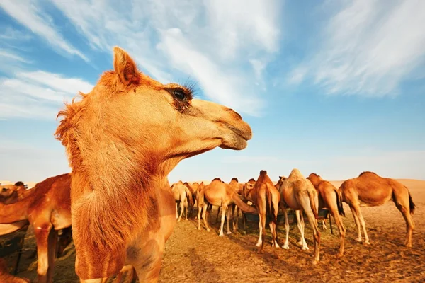 Manada de camelos — Fotografia de Stock