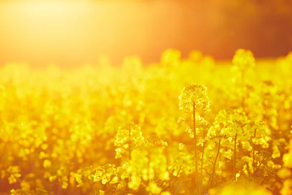 Rapeseed field at sunset — Stock Photo, Image
