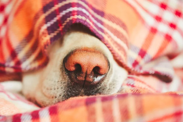 Dog under the blanket — Stock Photo, Image