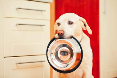 Köpek beslenmesi için bekliyor.