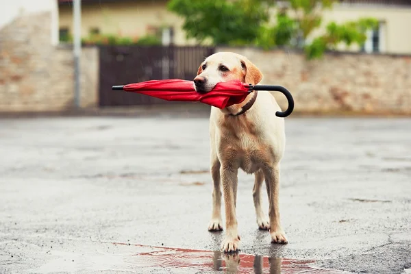 Hond in de regen — Stockfoto