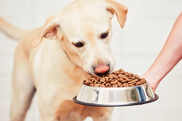 Alimentando o cão faminto — Fotografia de Stock