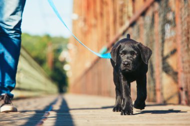 Sabah yürüyüş ile köpek