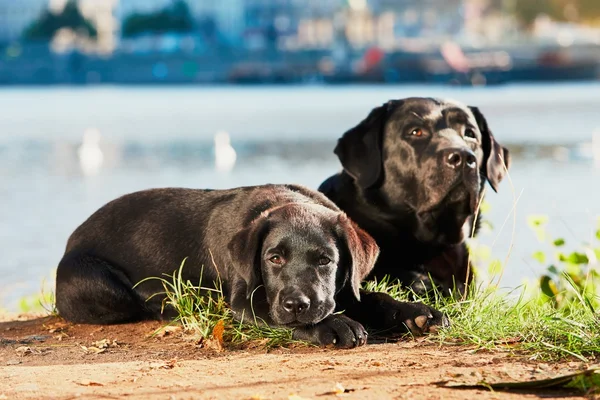 Dos perros en el paseo — Foto de Stock