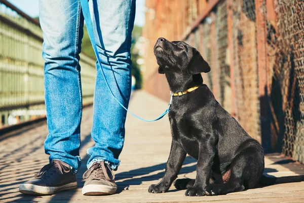 Passeio da manhã com cão — Fotografia de Stock