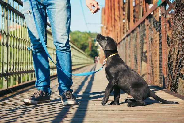 Mattina a piedi con cane — Foto Stock