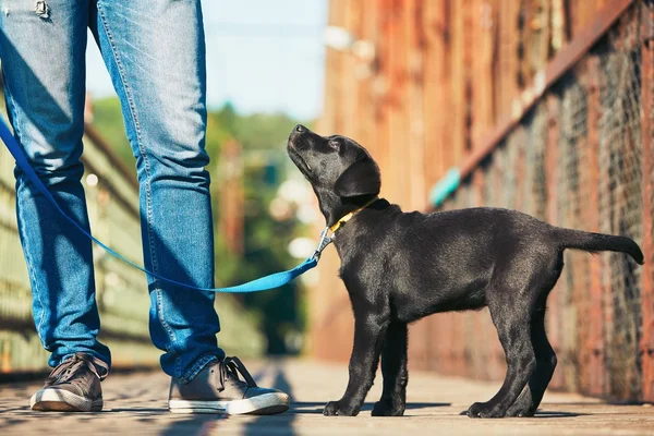 Passeio da manhã com cão — Fotografia de Stock